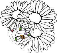 Wild White Fairy
