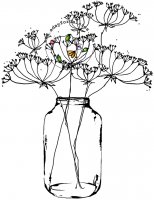Queen Anne's Lace In A Mason Jar