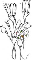 Fairy Stems