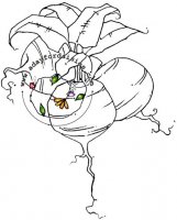 Fancy Beets