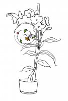 Potted Orchid
