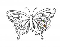 Butterfly E